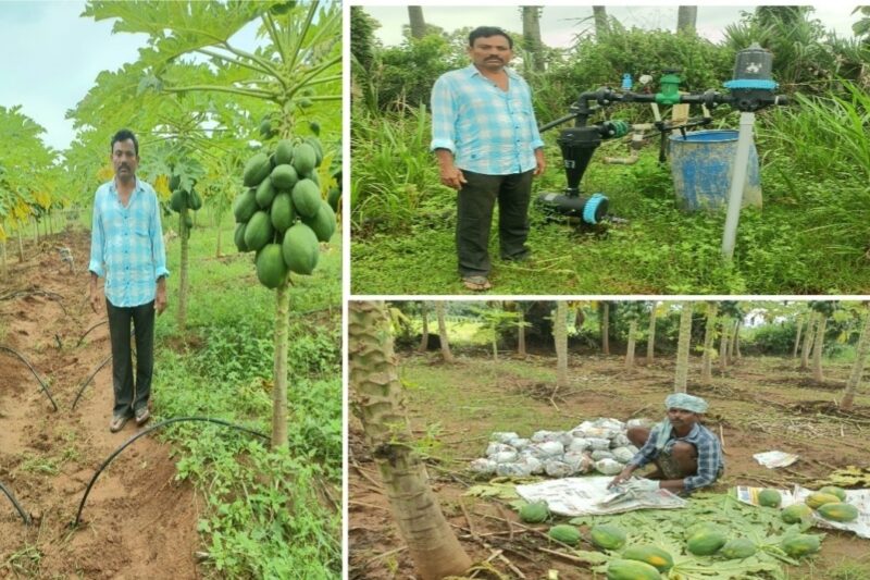 సాగులో సరికొత్త దృశ్యం.. డ్రిప్పుతో బొప్పాయిలో అధిక దిగుబడి