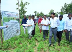 District Collector Vizianagaram